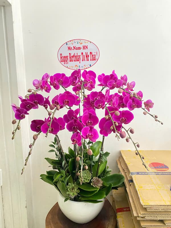 Shop Hoa Lan Hồ Điệp Phúc Thọ